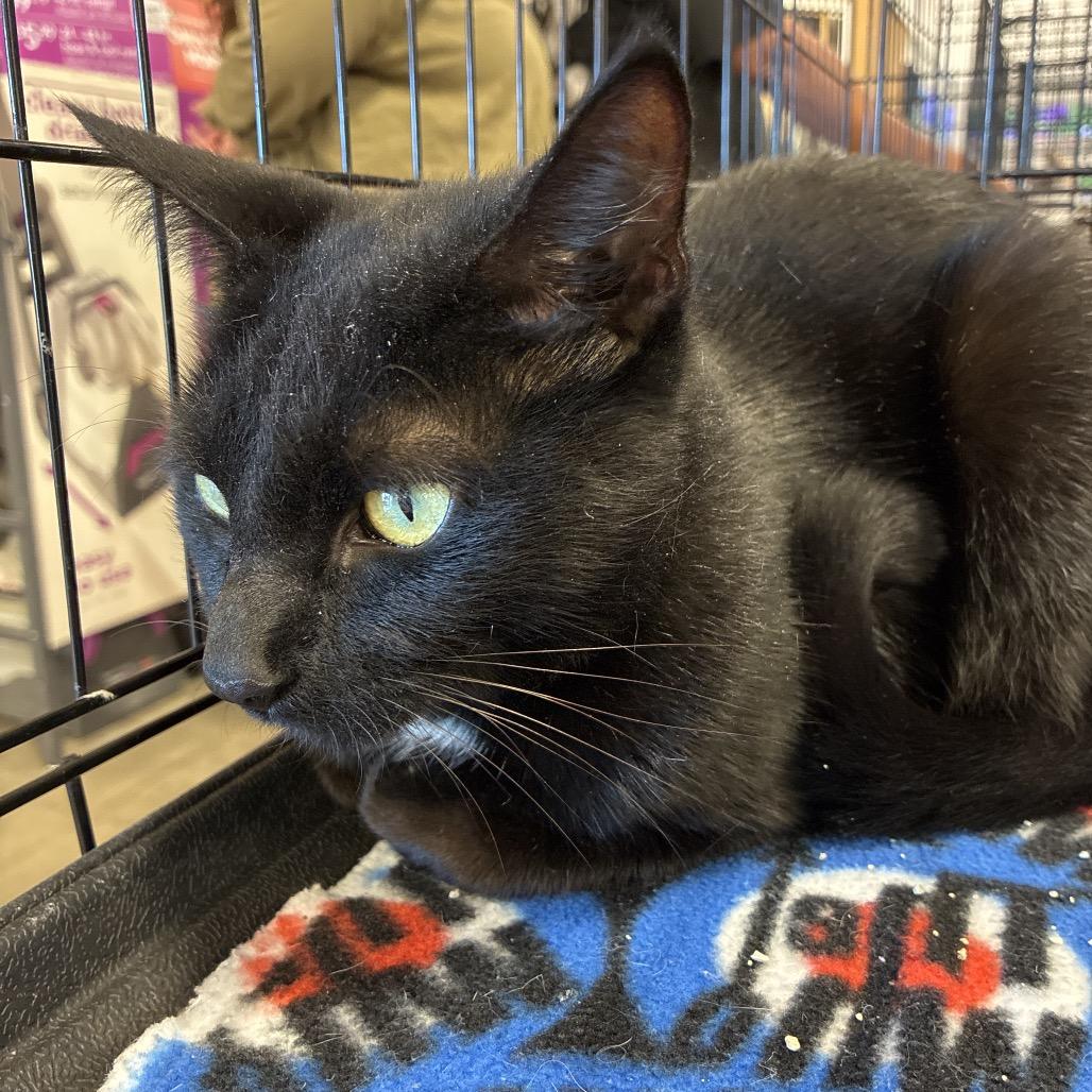 Queenie, Adoptable, Adult Female Domestic Short Hair.