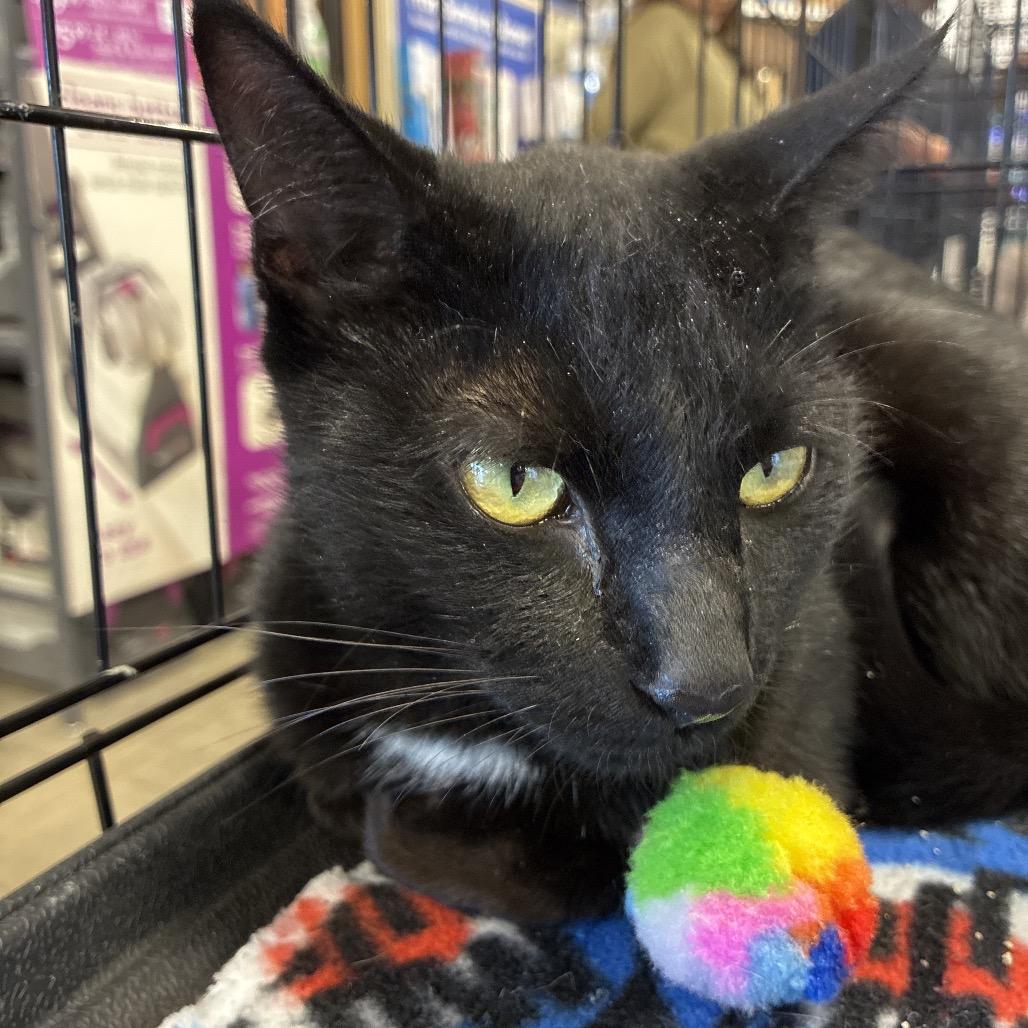 Enlarge Queenie, a Adoptable Domestic Short Hair in New Port Richey, FL image 2/2