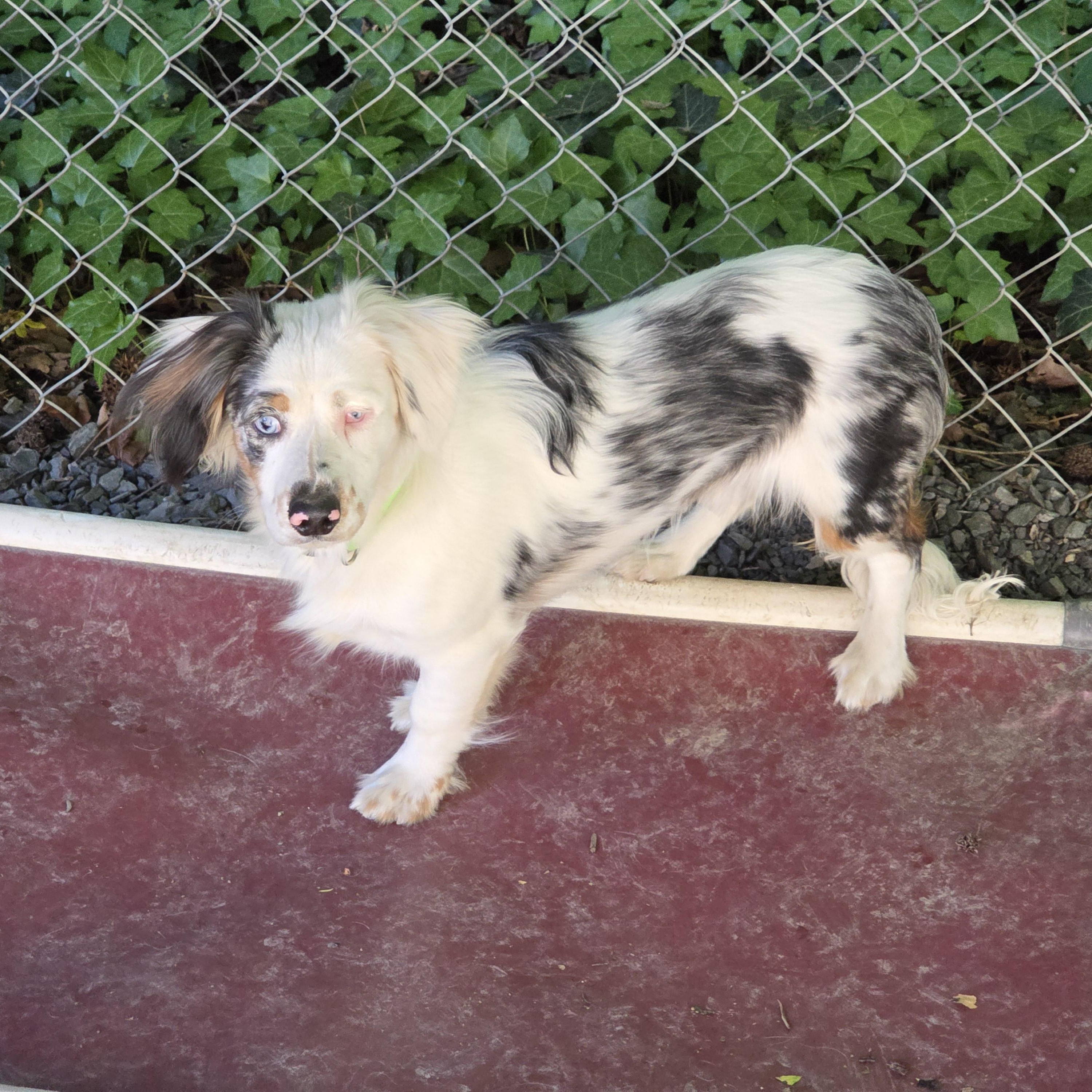 Enlarge Meyer, an adopted mixed breed in Greensboro, NC image 3/6