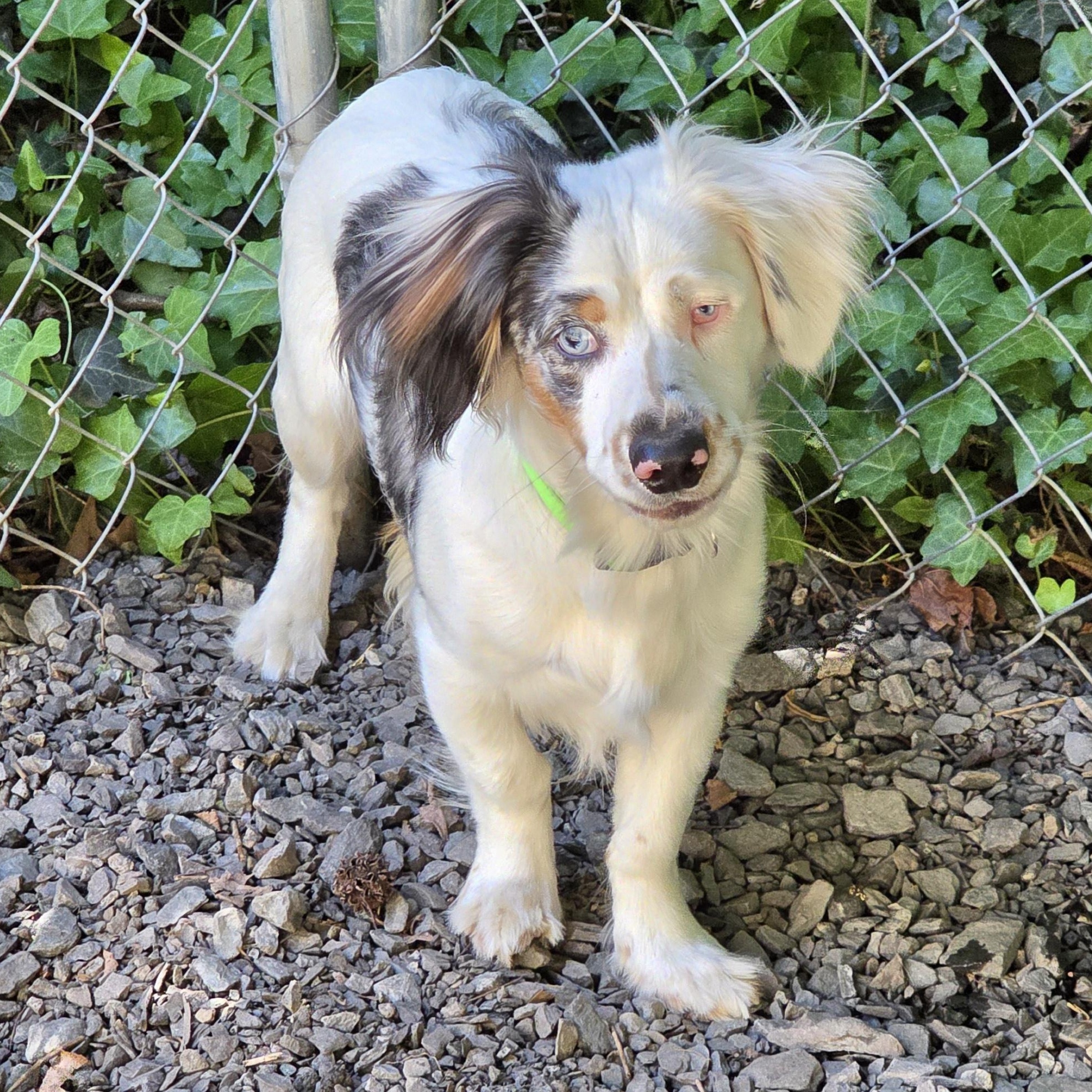 Enlarge Meyer, an adopted mixed breed in Greensboro, NC image 5/6