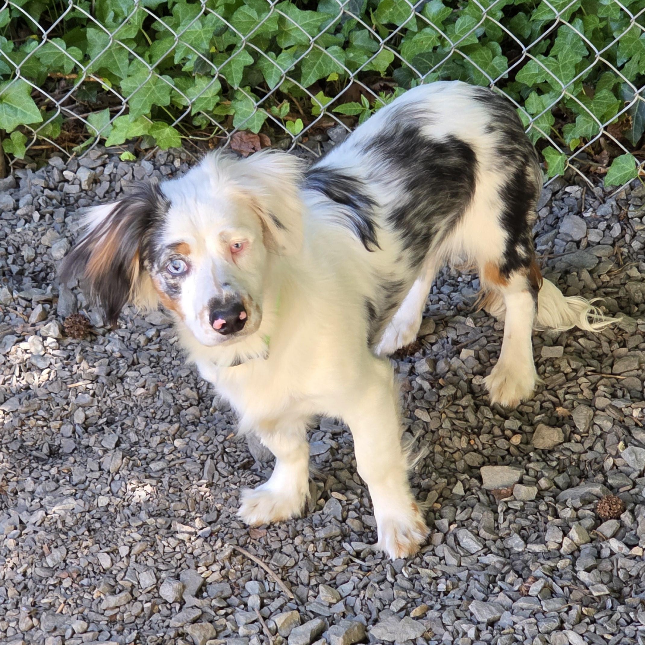 Meyer, adopted, Young Male Dachshund (Long Haired) & Mixed Breed.