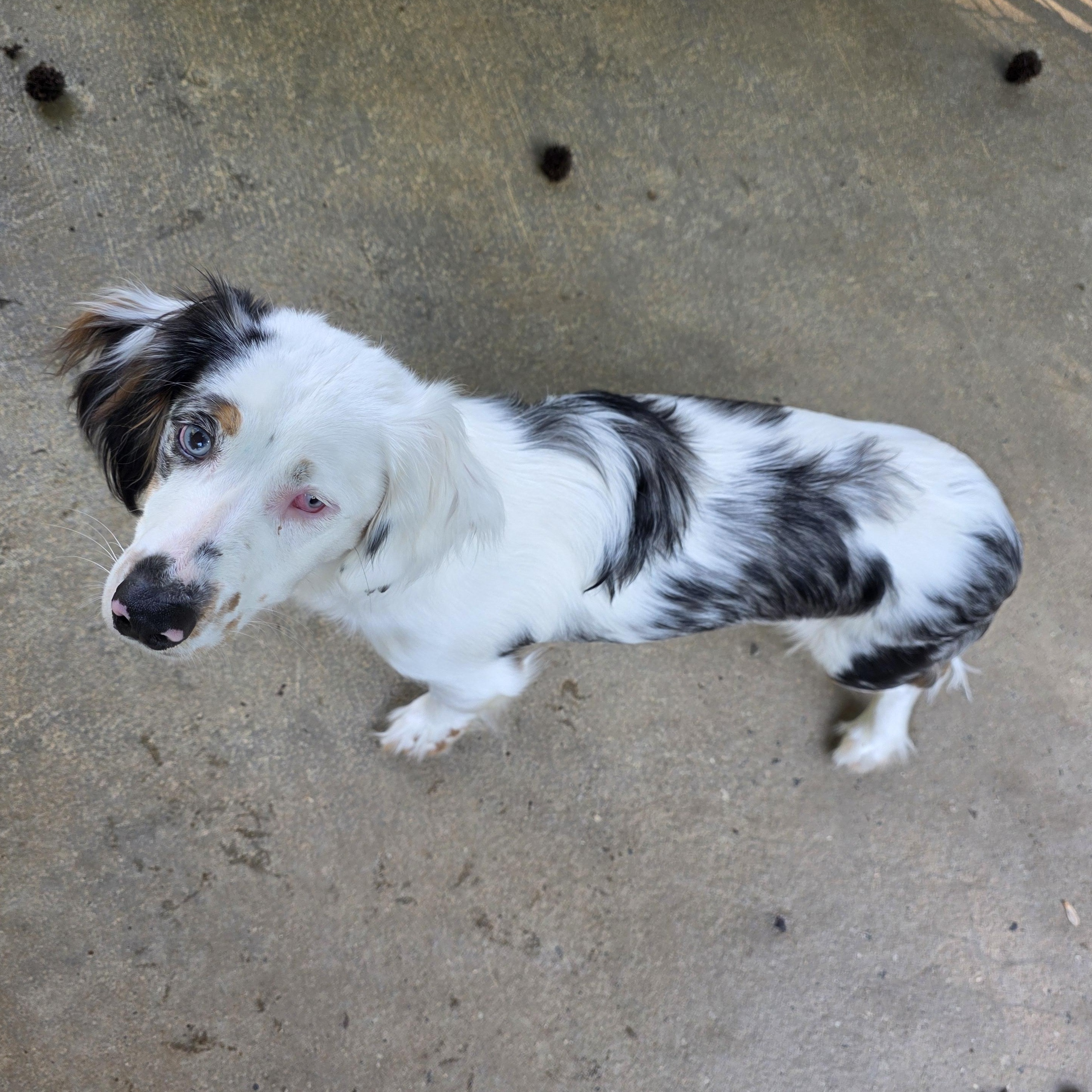 Enlarge Meyer, an adopted mixed breed in Greensboro, NC image 6/6