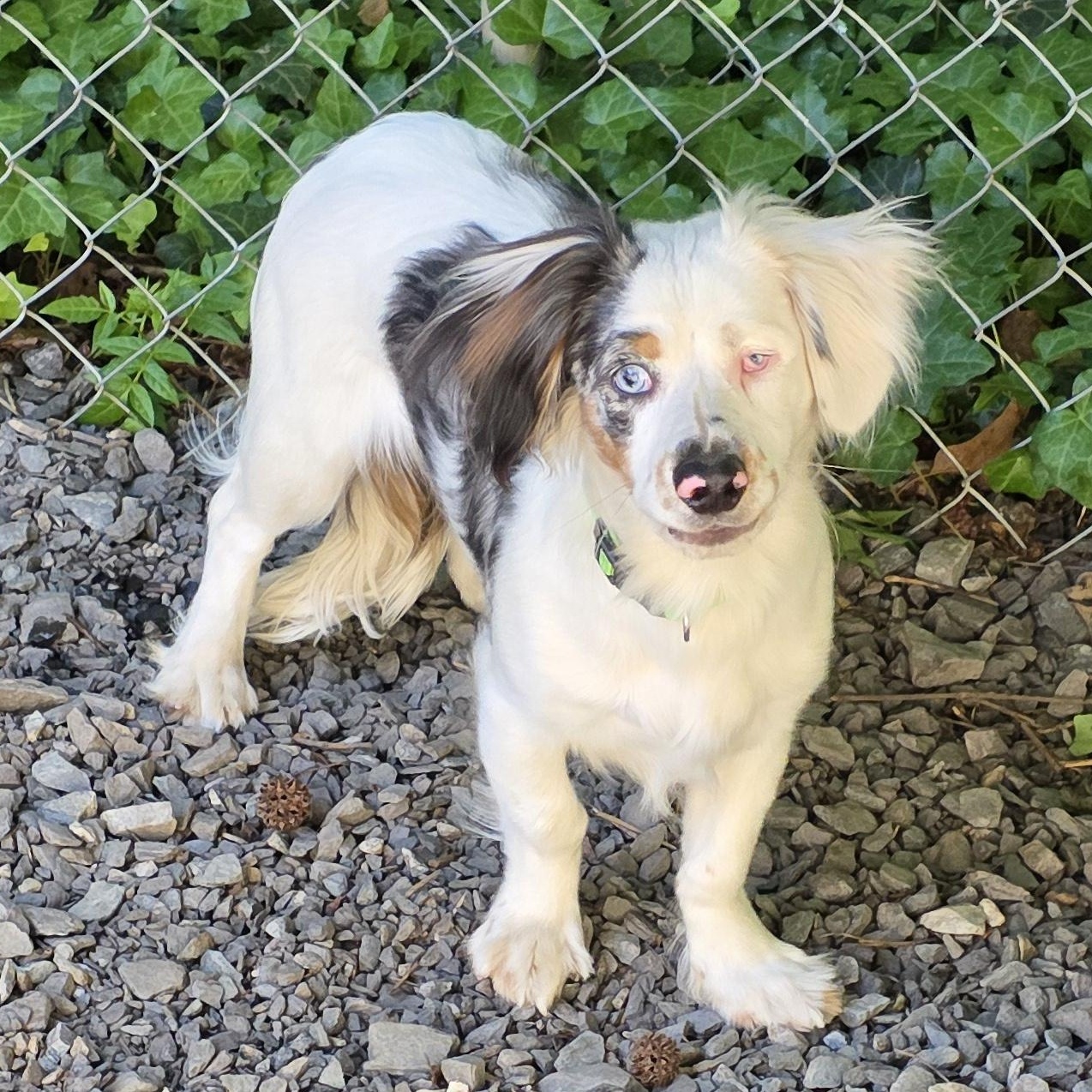 Enlarge Meyer, an adopted mixed breed in Greensboro, NC image 2/6