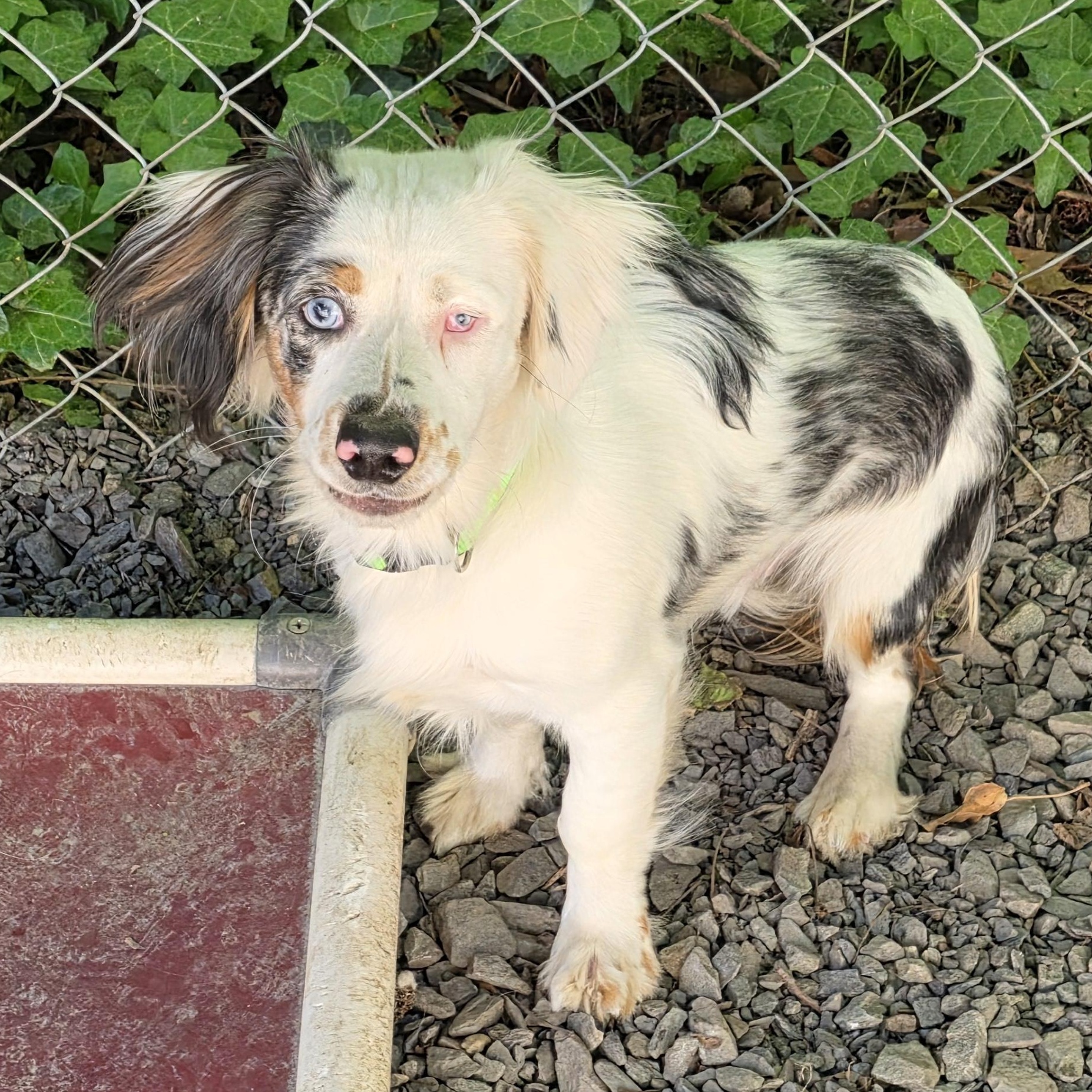 Enlarge Meyer, an adopted mixed breed in Greensboro, NC image 4/6