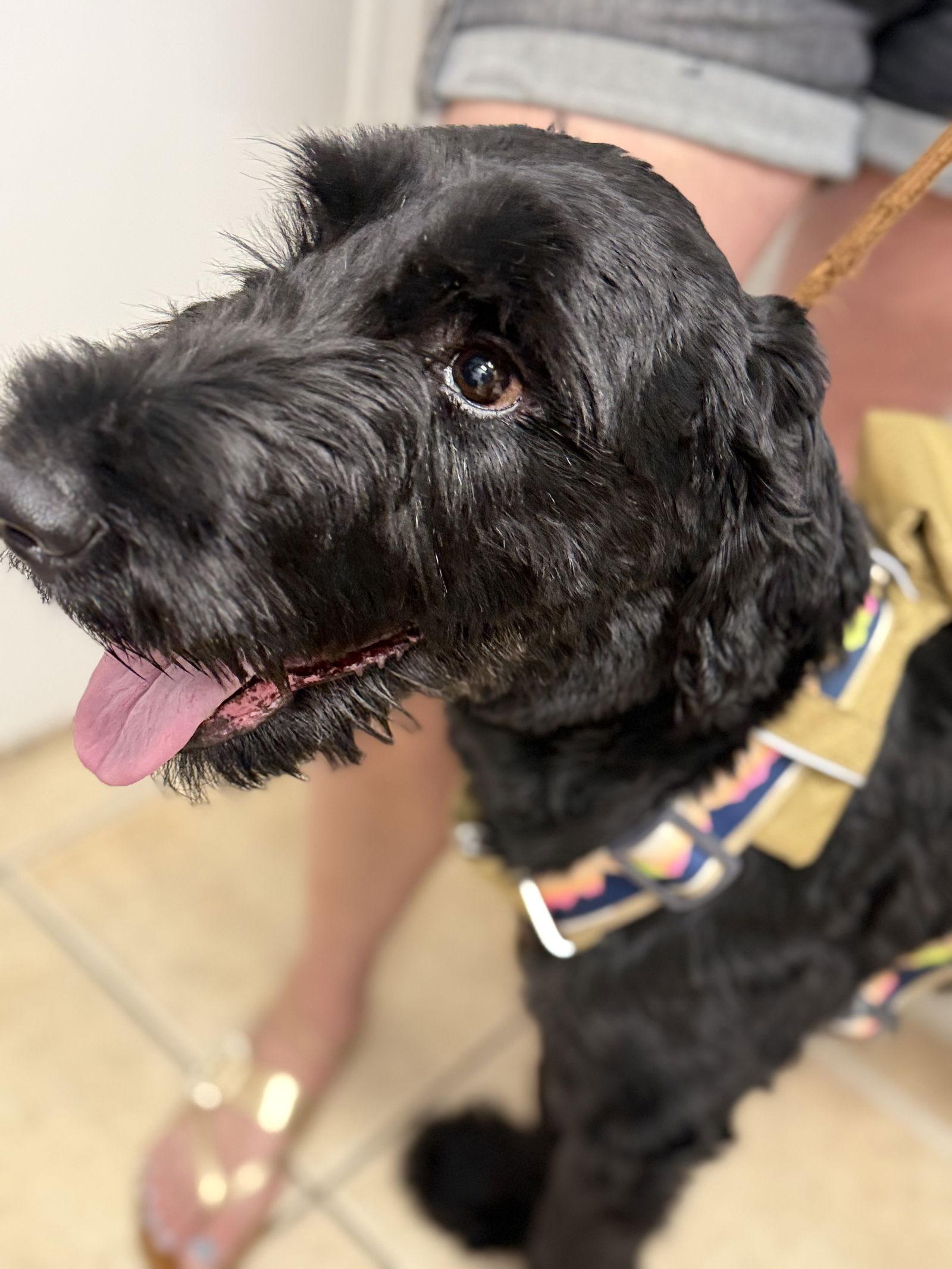 Peaches, Adopted, Young Female Schnauzer.