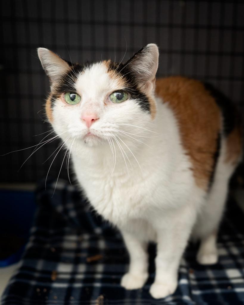Enlarge Sassy Sally, a Adopted mixed breed in Boone, IA image 1/1
