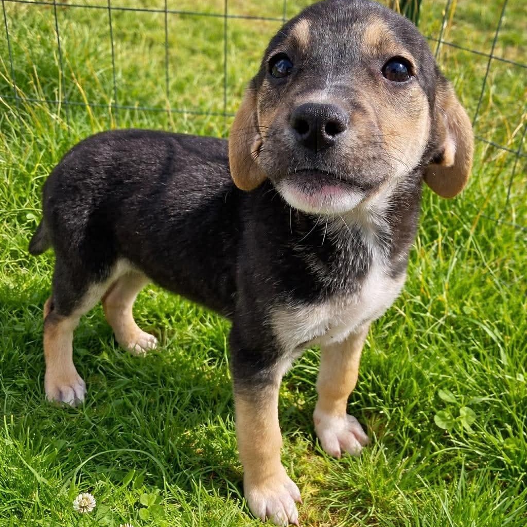 Annie, Adoptable, Puppy Female Hound.