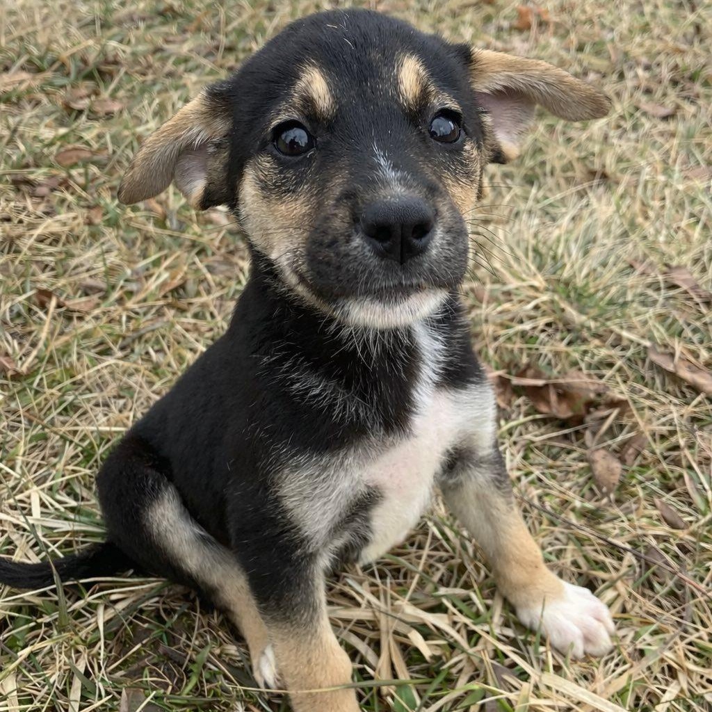 Enlarge Annie, a Adoptable mixed breed in Rochester, NY image 2/3