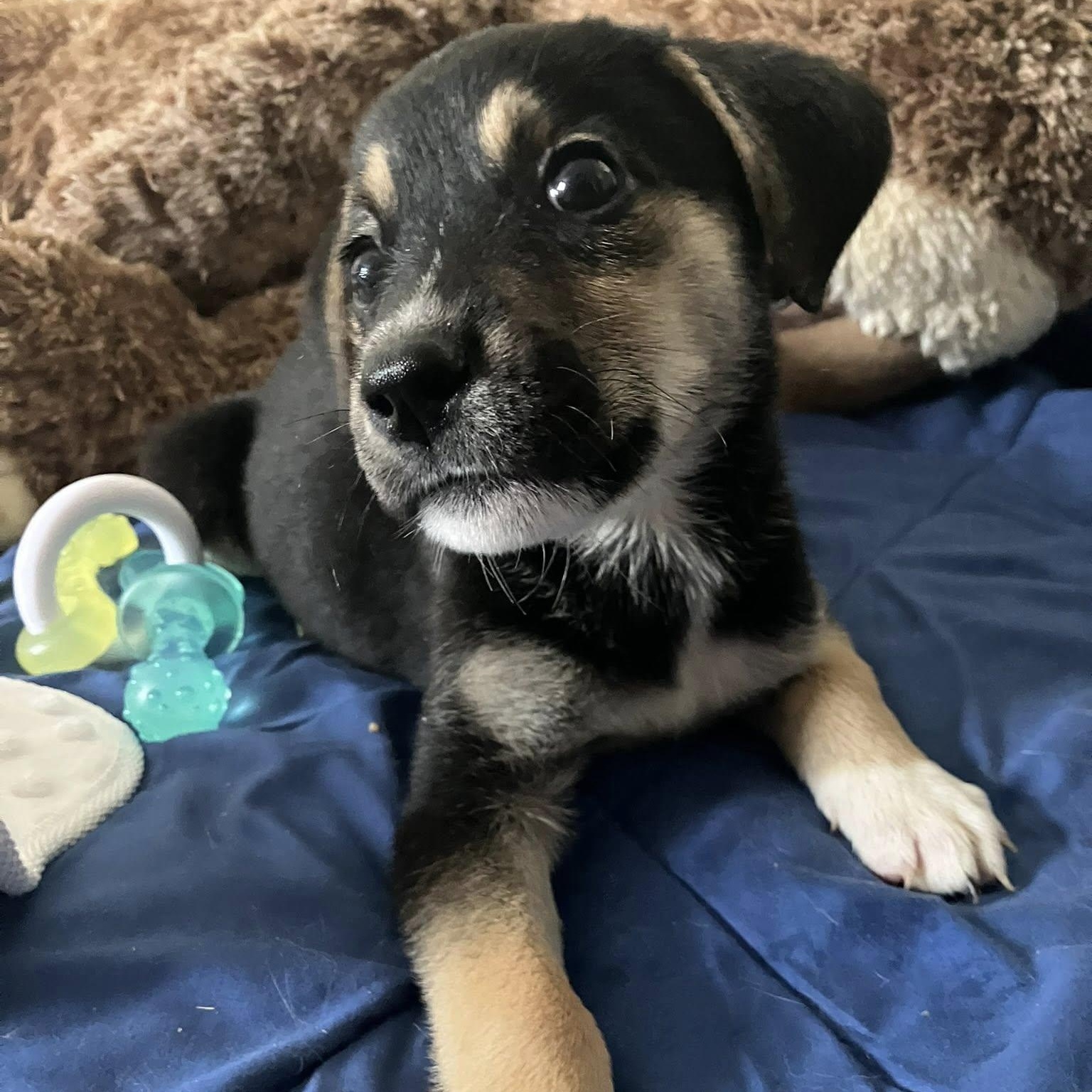 Enlarge Annie, a Adoptable mixed breed in Rochester, NY image 1/3