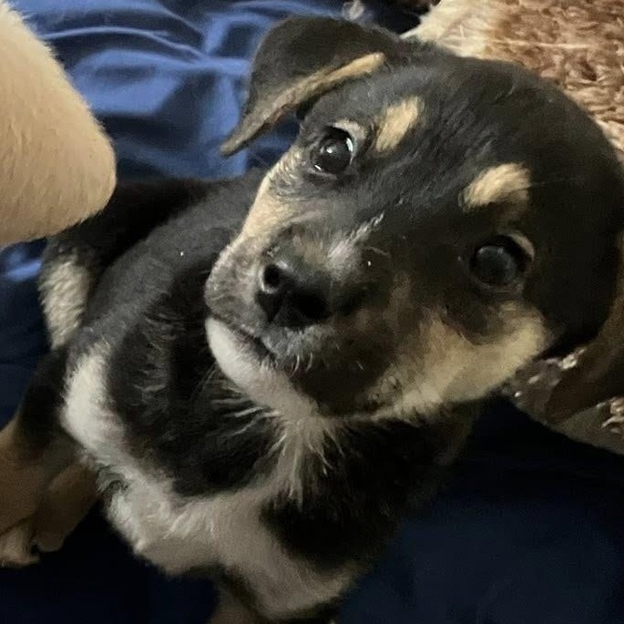 Enlarge Annie, a Adoptable mixed breed in Rochester, NY image 3/3