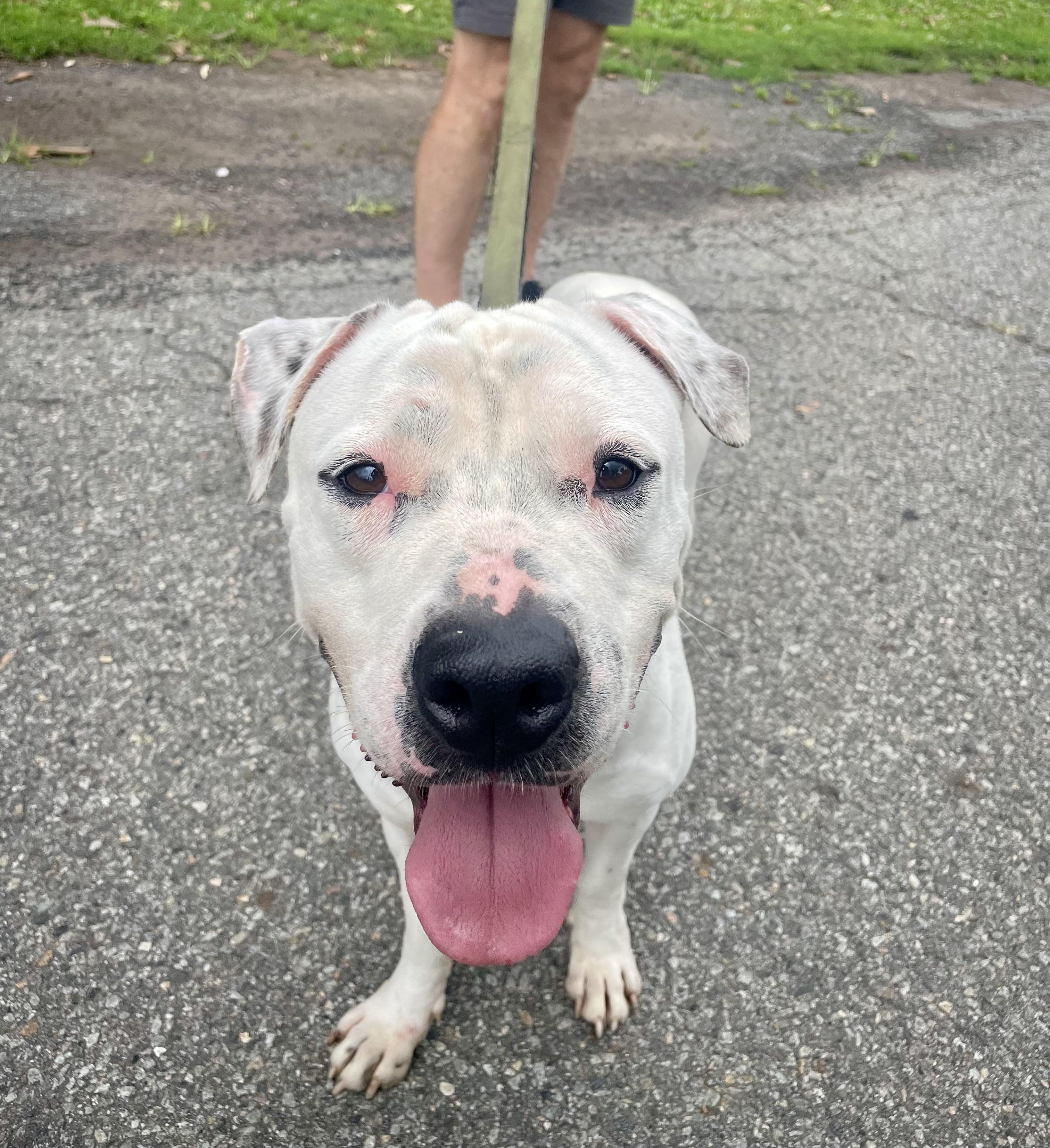 Martin, a ADOPTABLE American Bully in East Orange, NJ image 6/6