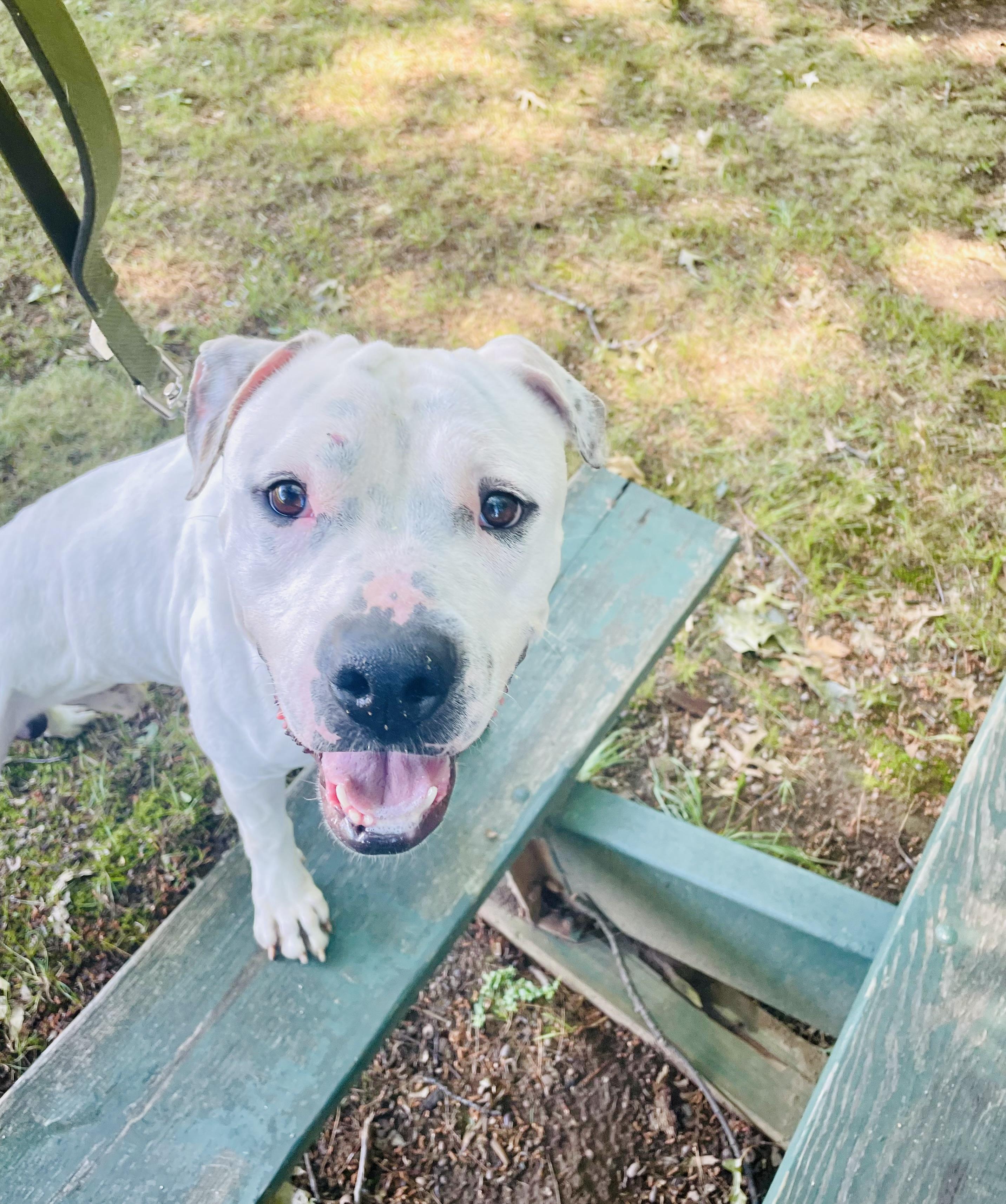 Martin, a ADOPTABLE American Bully in East Orange, NJ image 2/6