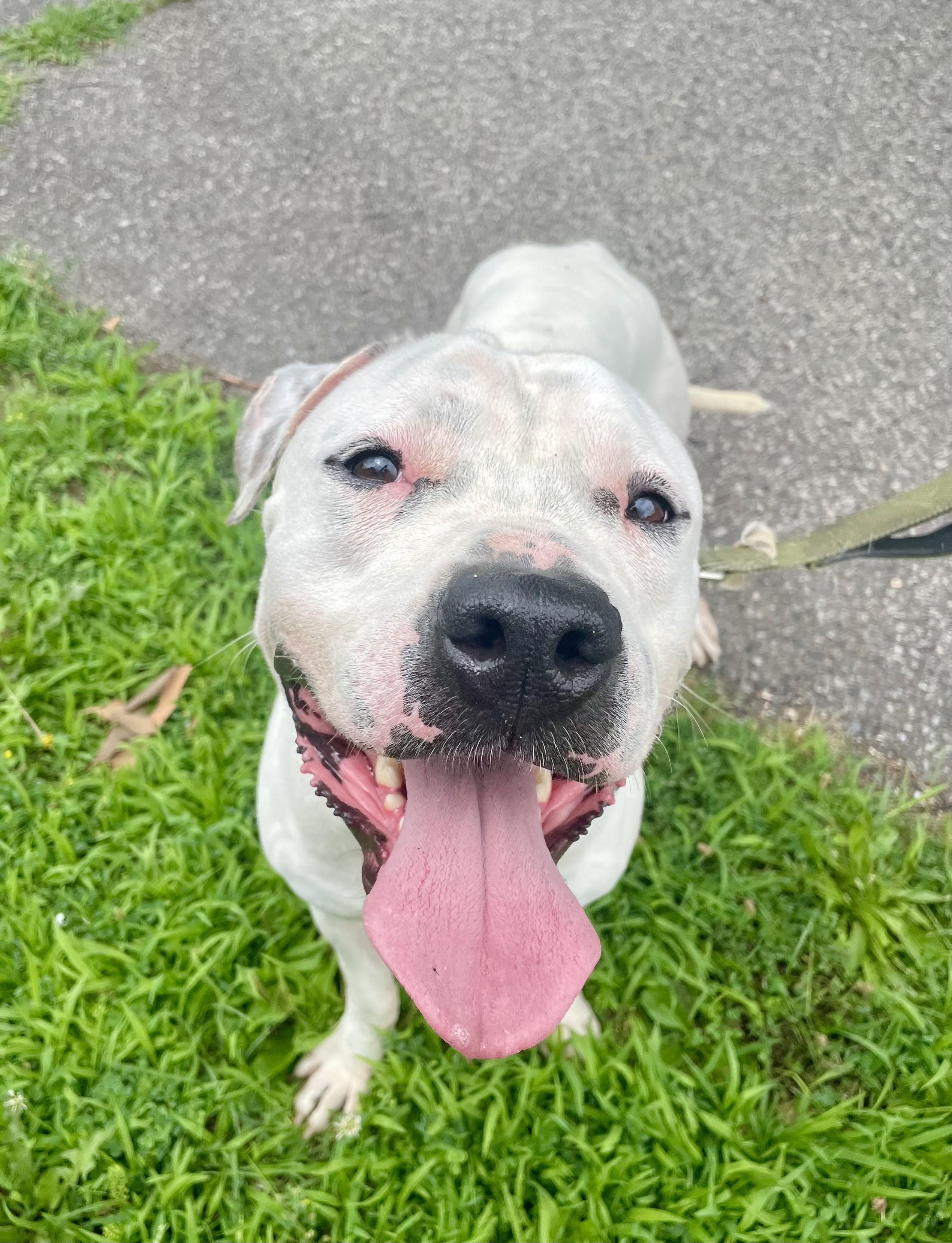 Martin, a ADOPTABLE American Bully in East Orange, NJ image 1/6