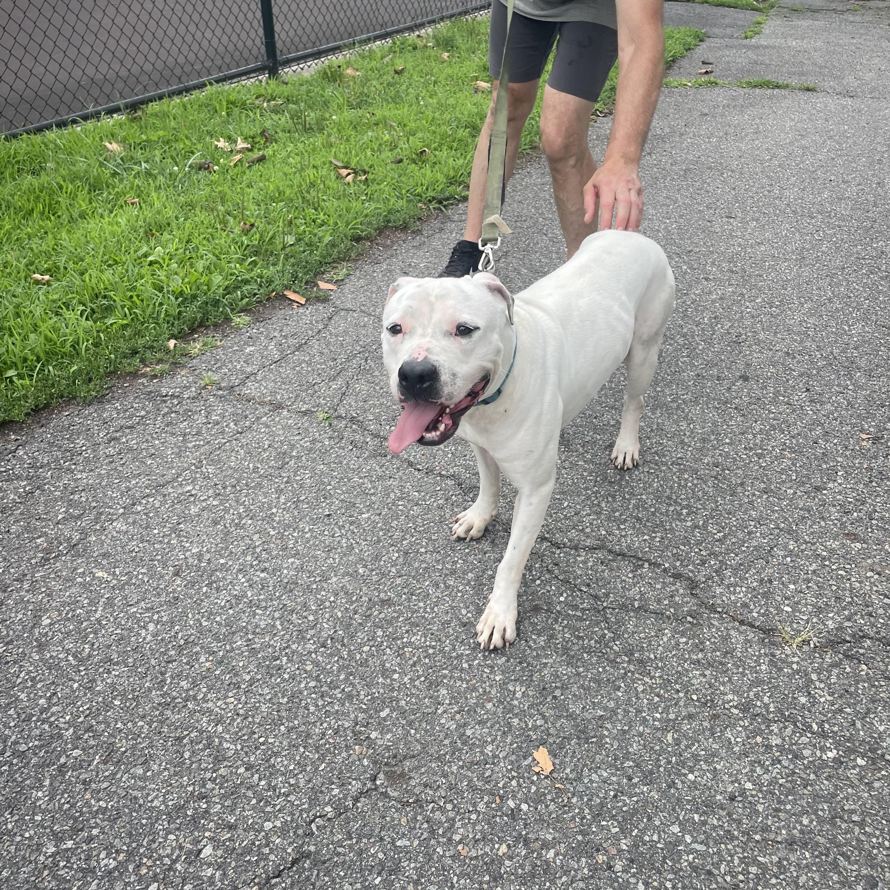 Martin, a ADOPTABLE American Bully in East Orange, NJ image 3/6
