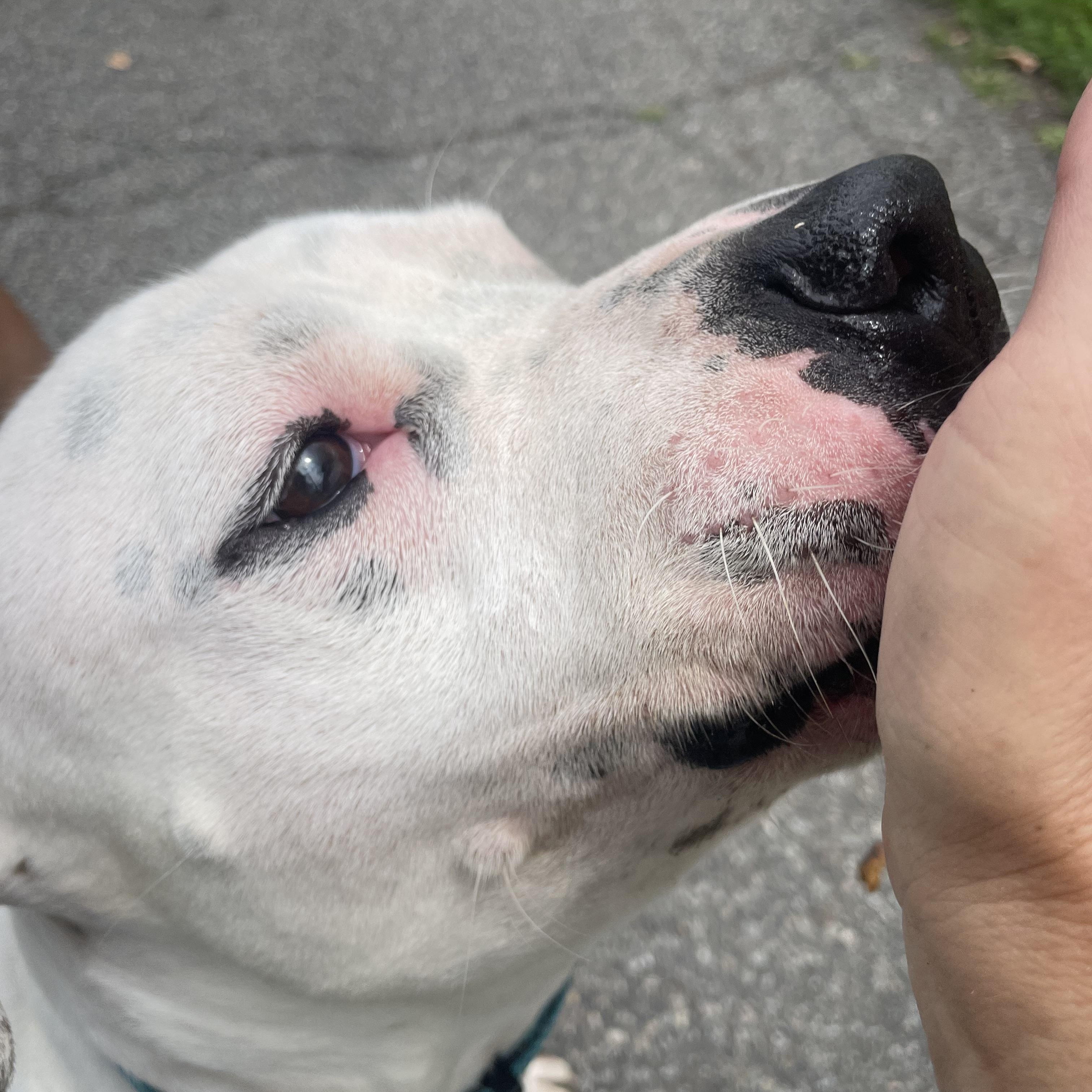 Martin, a ADOPTABLE American Bully in East Orange, NJ image 5/6