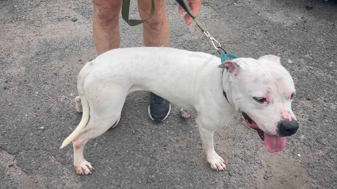 Enlarge Martin, a ADOPTABLE American Bully in East Orange, NJ video 4/6