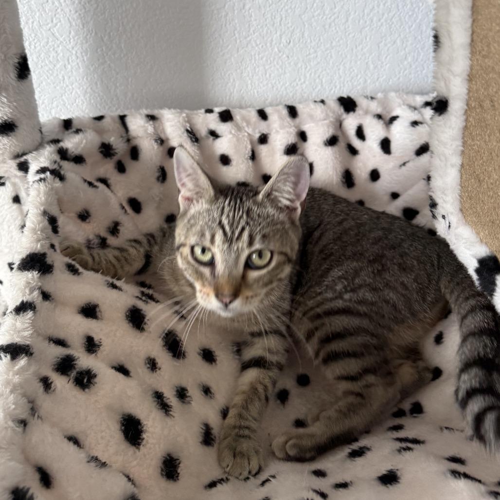 Enlarge Lupe, a Adoptable Domestic Short Hair in Pleasanton, CA image 1/4