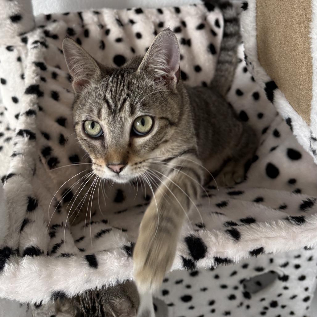 Enlarge Lupe, a Adoptable Domestic Short Hair in Pleasanton, CA image 2/4