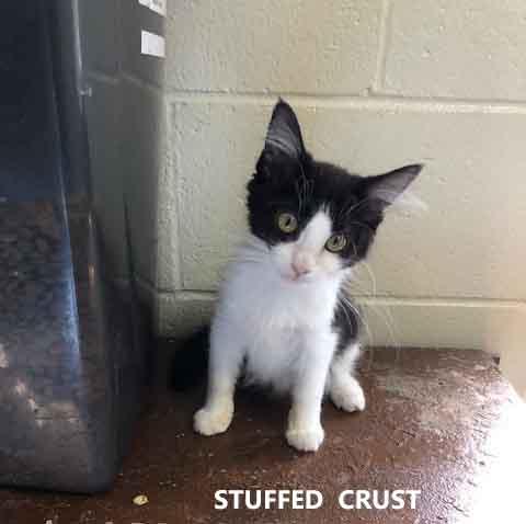 Stuffed Crust, adopted, Kitten Female Domestic Short Hair.
