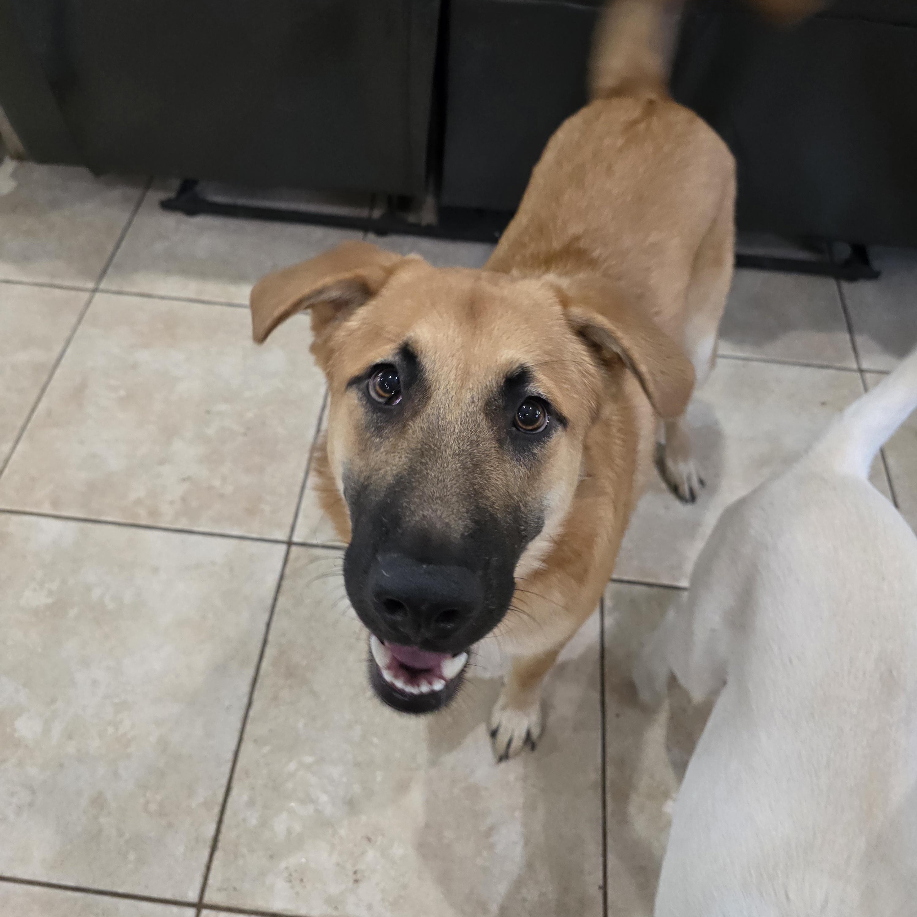 Bear, adoptable, Young Male Anatolian Shepherd & Golden Retriever.