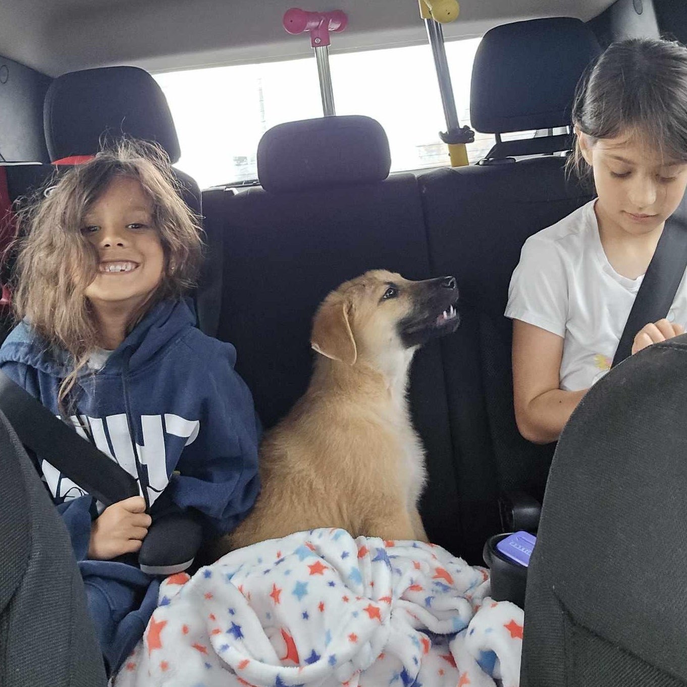 Bear, an adoptable mixed breed in Niagara Falls, NY image 3/6