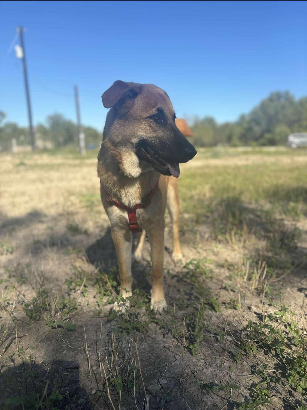 Bear, an adoptable mixed breed in Niagara Falls, NY image 5/6