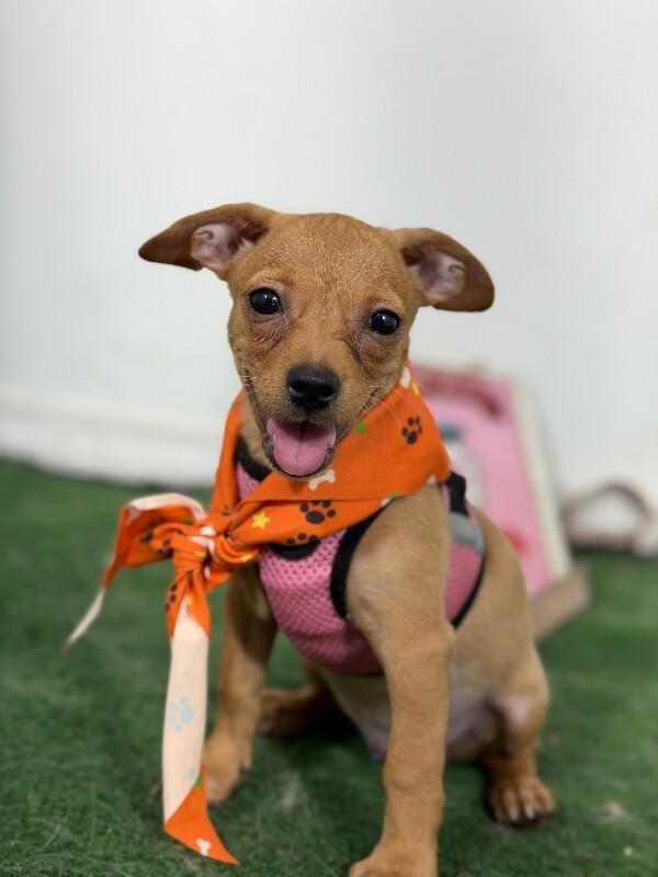 Enlarge Dee-One of our Amazing Rescue Dogs, a Adopted mixed breed in Portland, OR image 1/1