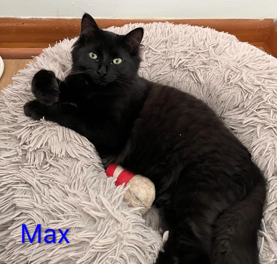Enlarge Max, an adoption pending Domestic Medium Hair in St Catharines, ON image 1/1