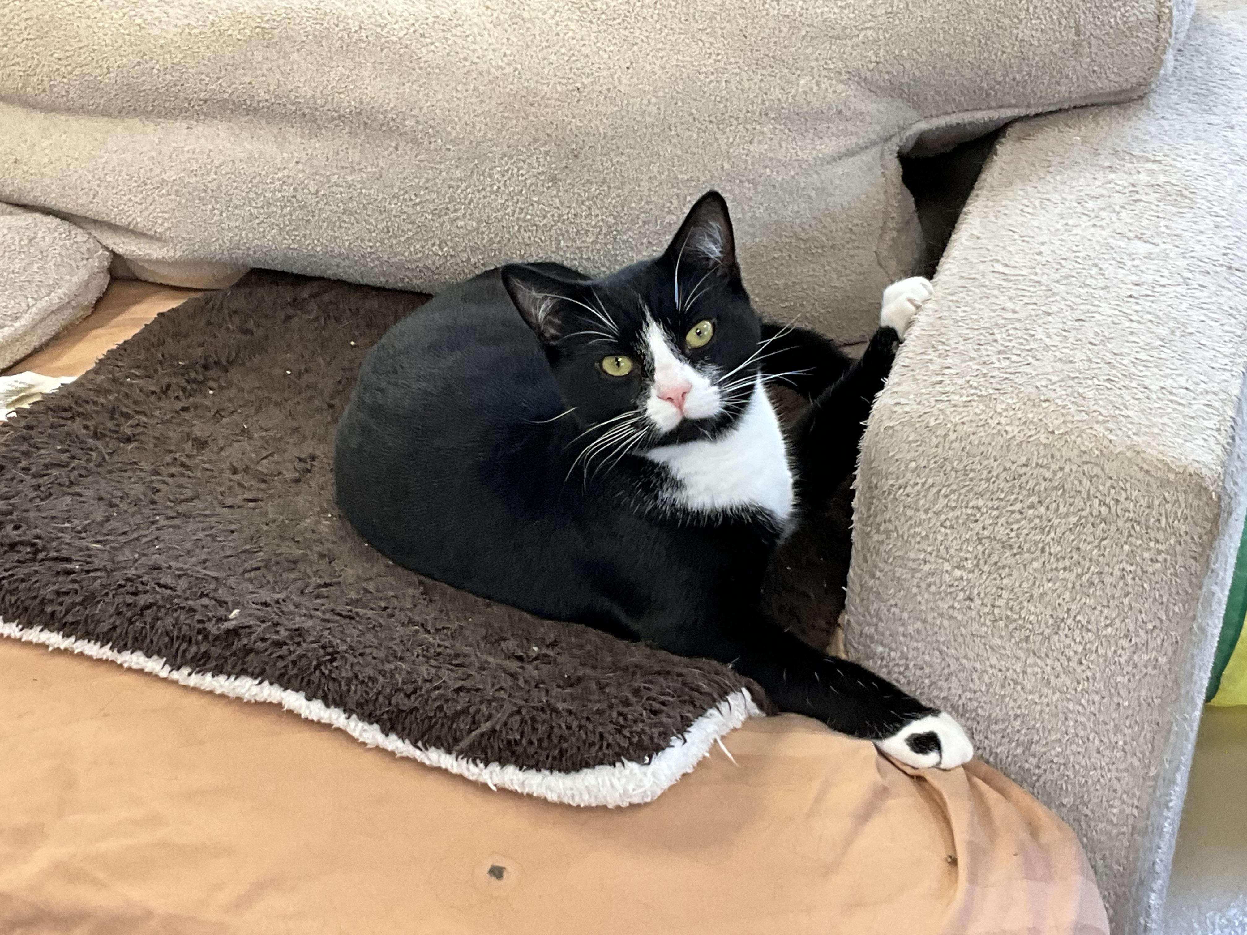 Sammy, Adoptable, Young Male Domestic Short Hair & Tuxedo.