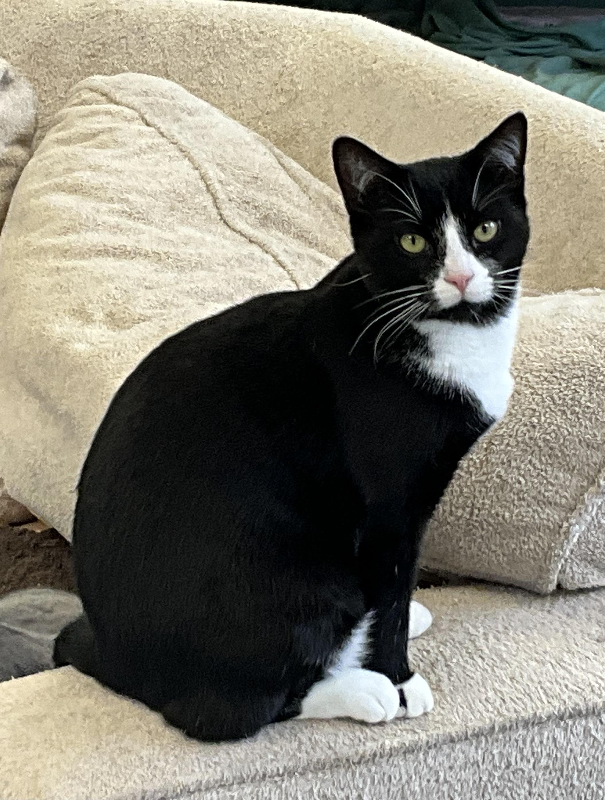 Sammy, a Adoptable mixed breed in Avonmore, PA image 2/2