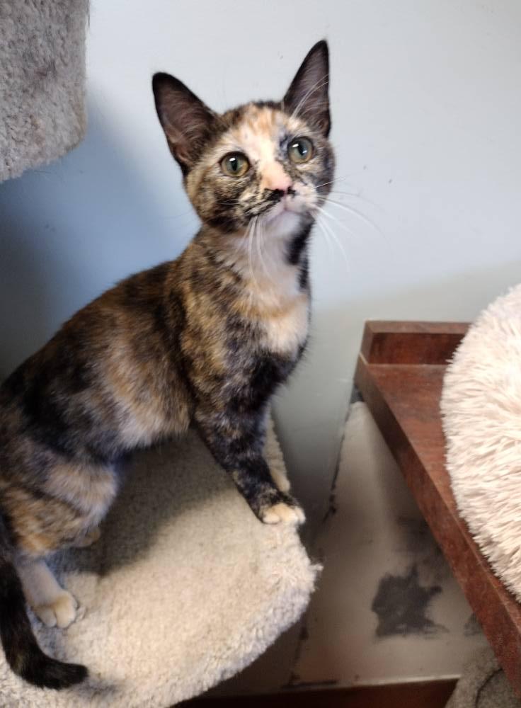 Kitty, Adoptable, Young Female Tortoiseshell.