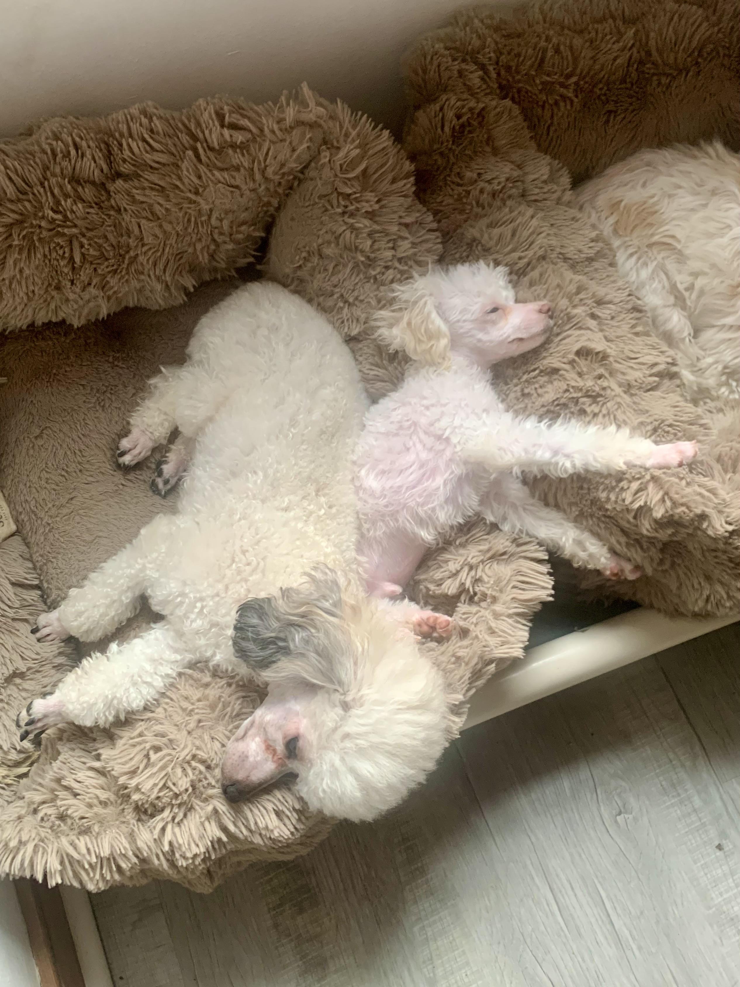 Enlarge Ginger and Tinsel , a ADOPTABLE Poodle (Toy) in Richmond, VA image 3/4