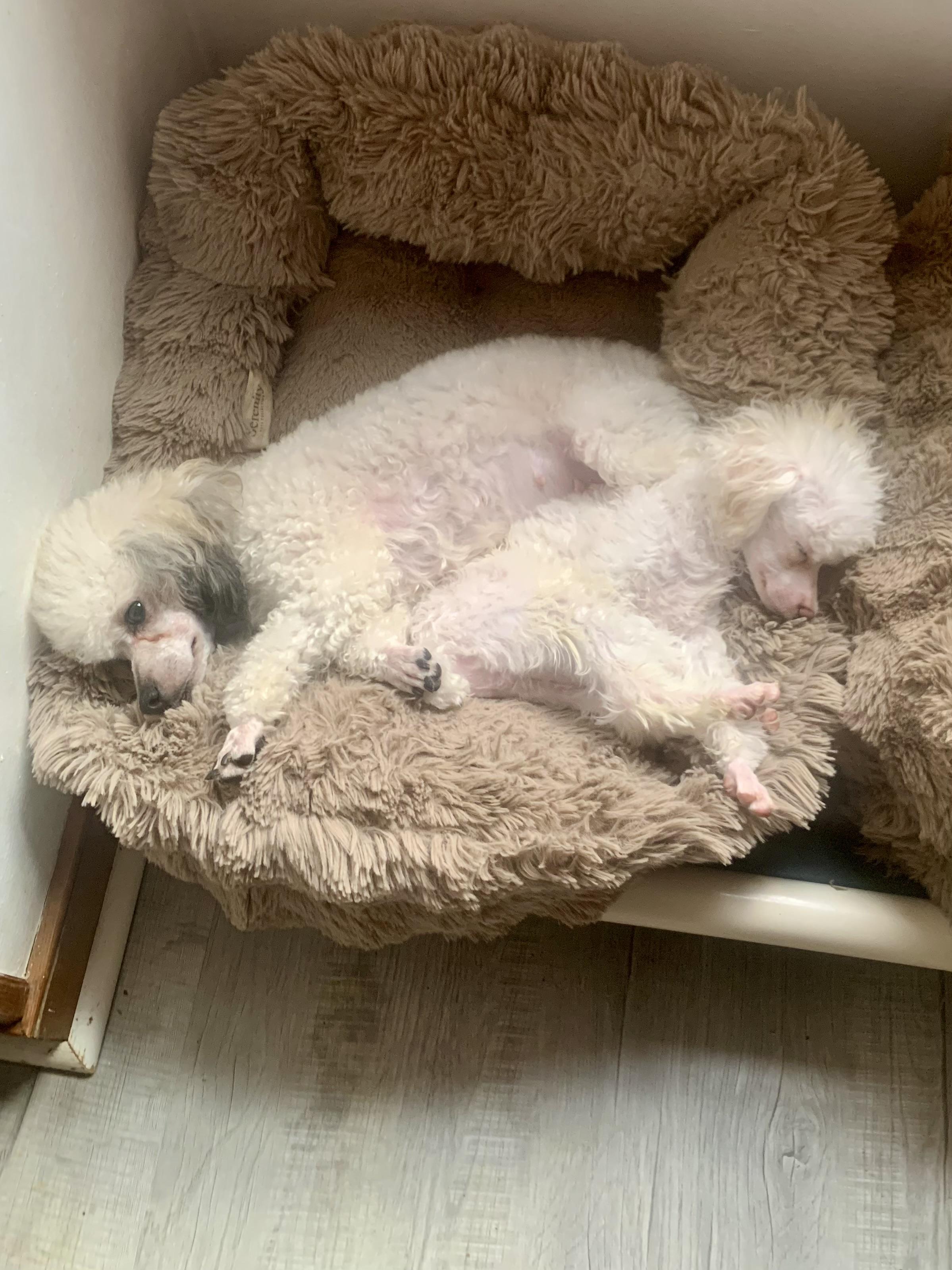 Enlarge Ginger and Tinsel , a ADOPTABLE Poodle (Toy) in Richmond, VA image 4/4