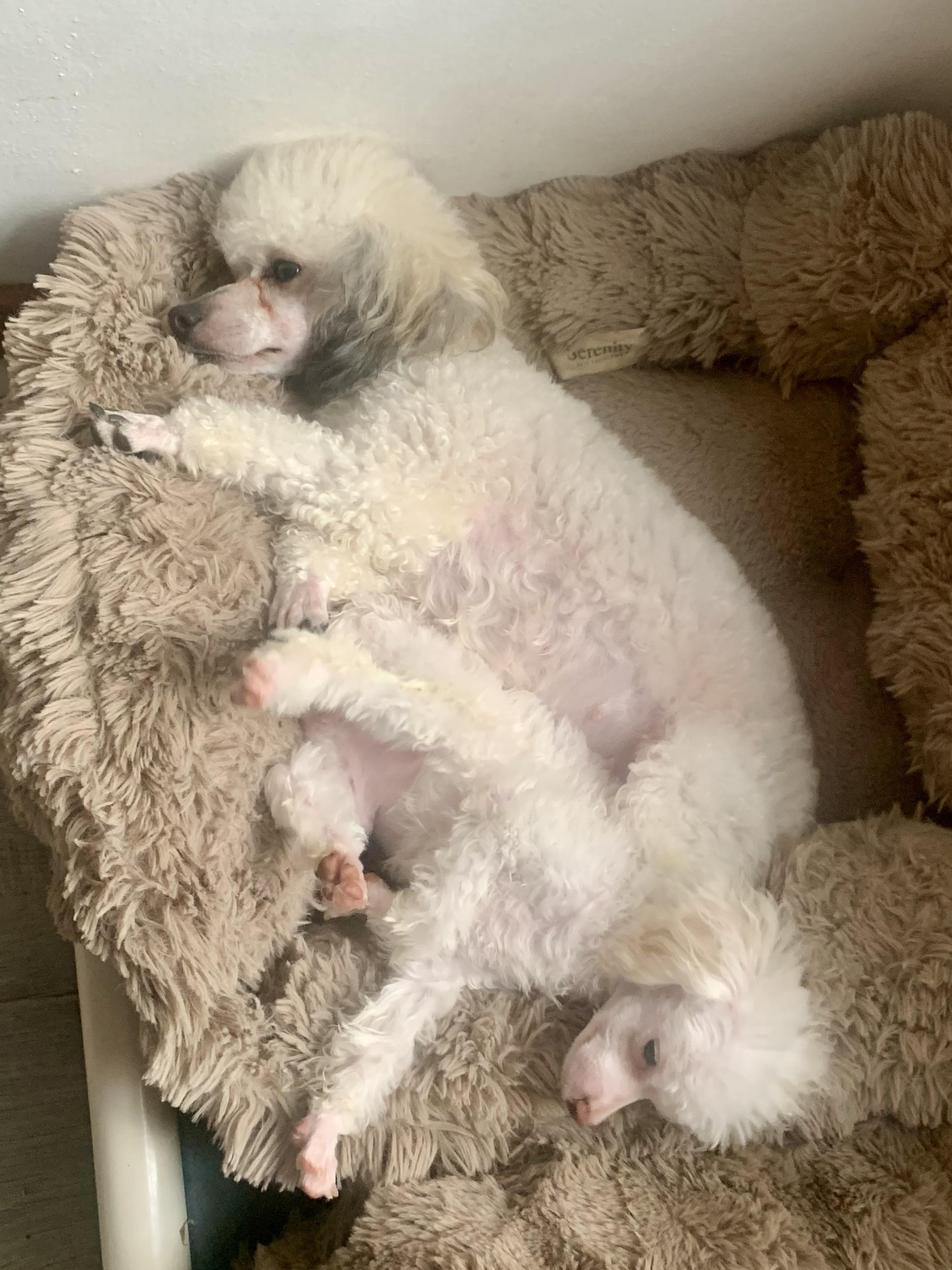 Enlarge Ginger and Tinsel , a ADOPTABLE Poodle (Toy) in Richmond, VA image 2/4