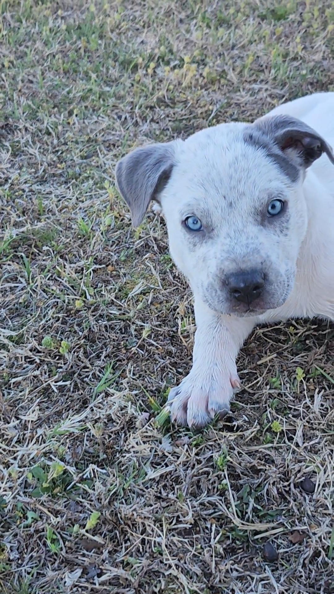 Enlarge Murphy, an adopted mixed breed in Tuttle, OK image 2/3