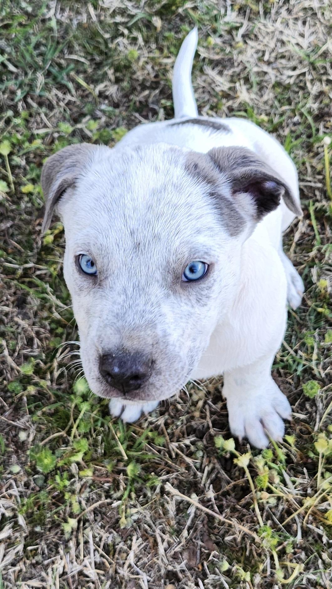 Enlarge Murphy, an adopted mixed breed in Tuttle, OK image 1/3