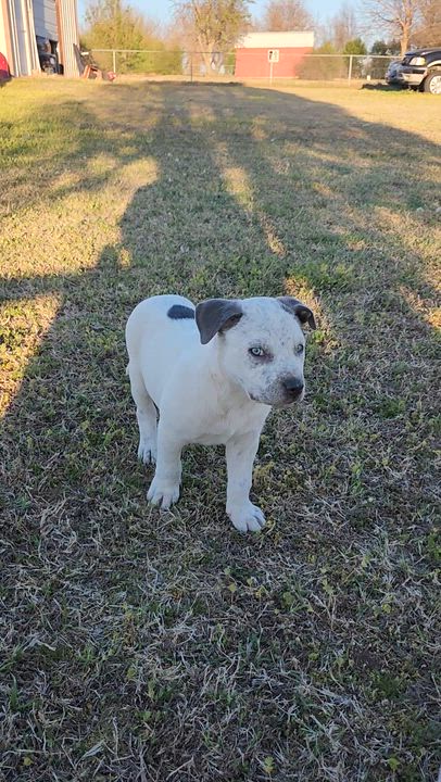 Enlarge Murphy, an adopted mixed breed in Tuttle, OK video 3/3