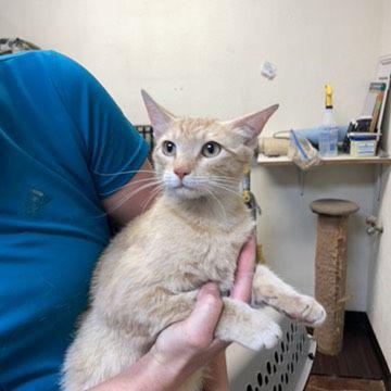 Enlarge Mama June, a Adoptable mixed breed in Page, AZ image 1/2