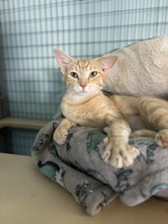 Enlarge Mama June, a Adoptable mixed breed in Page, AZ image 2/2
