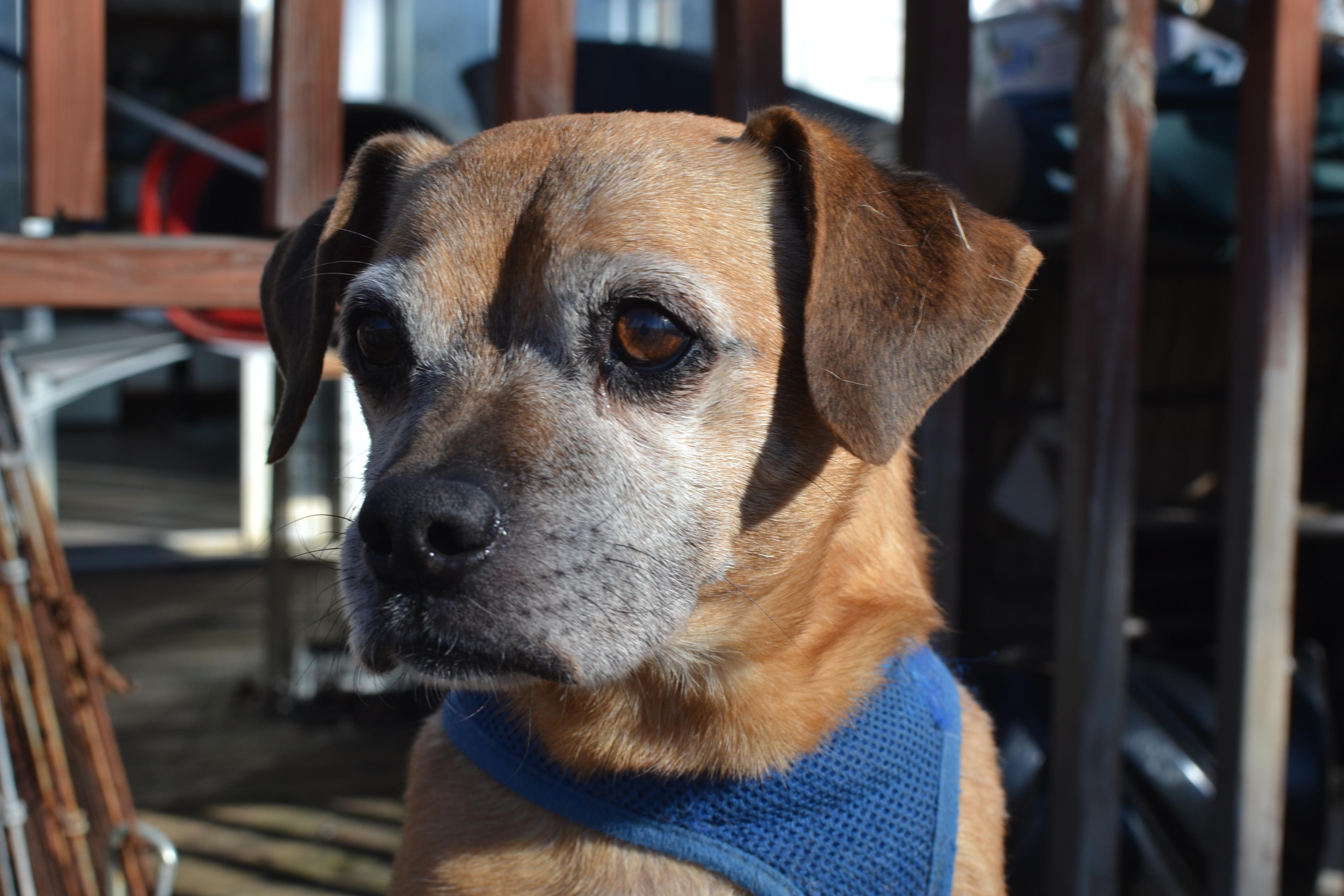 Bruin, a ADOPTABLE mixed breed in Franklinton, NC image 3/4