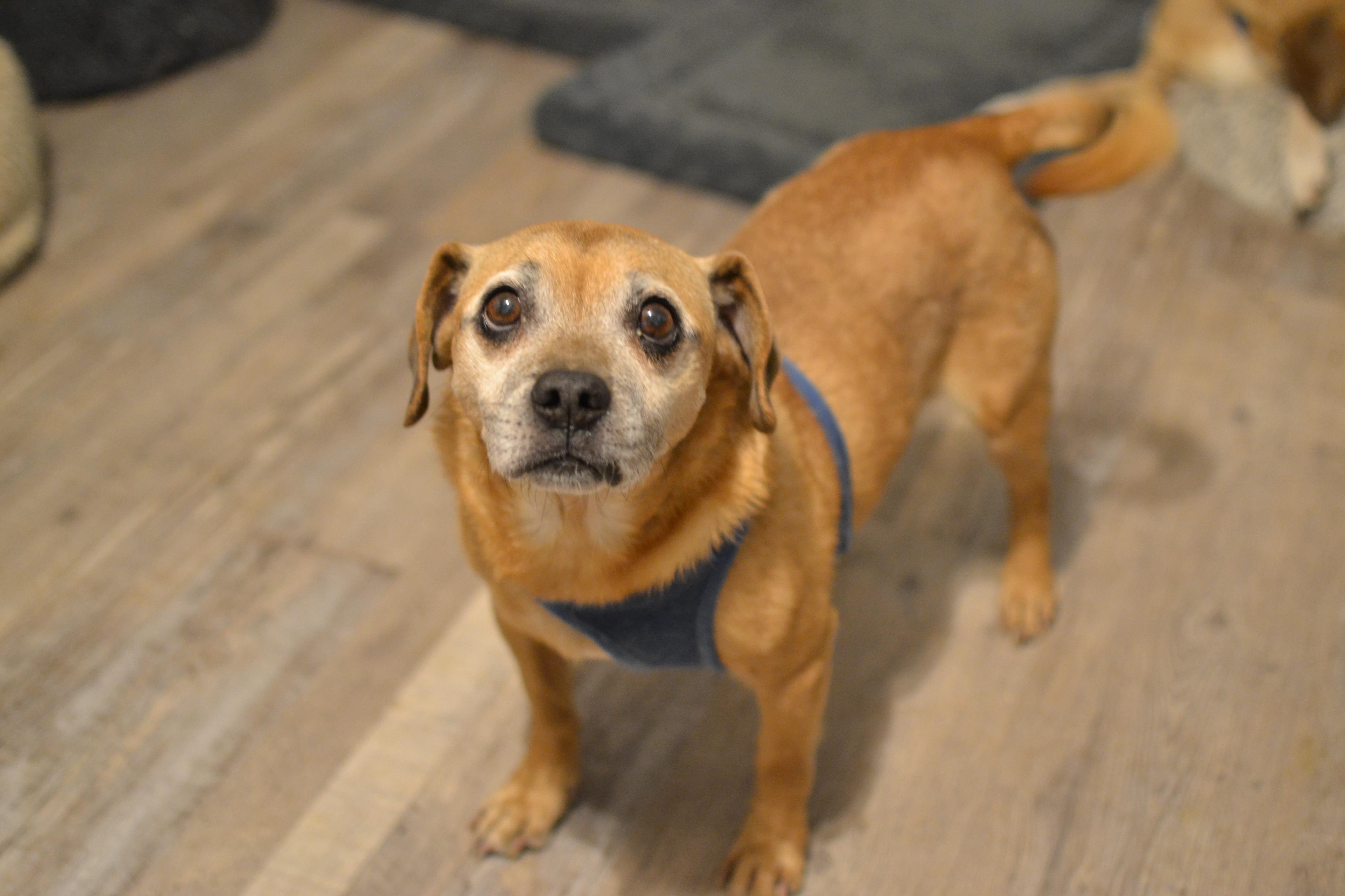 Bruin, a ADOPTABLE mixed breed in Franklinton, NC image 4/4