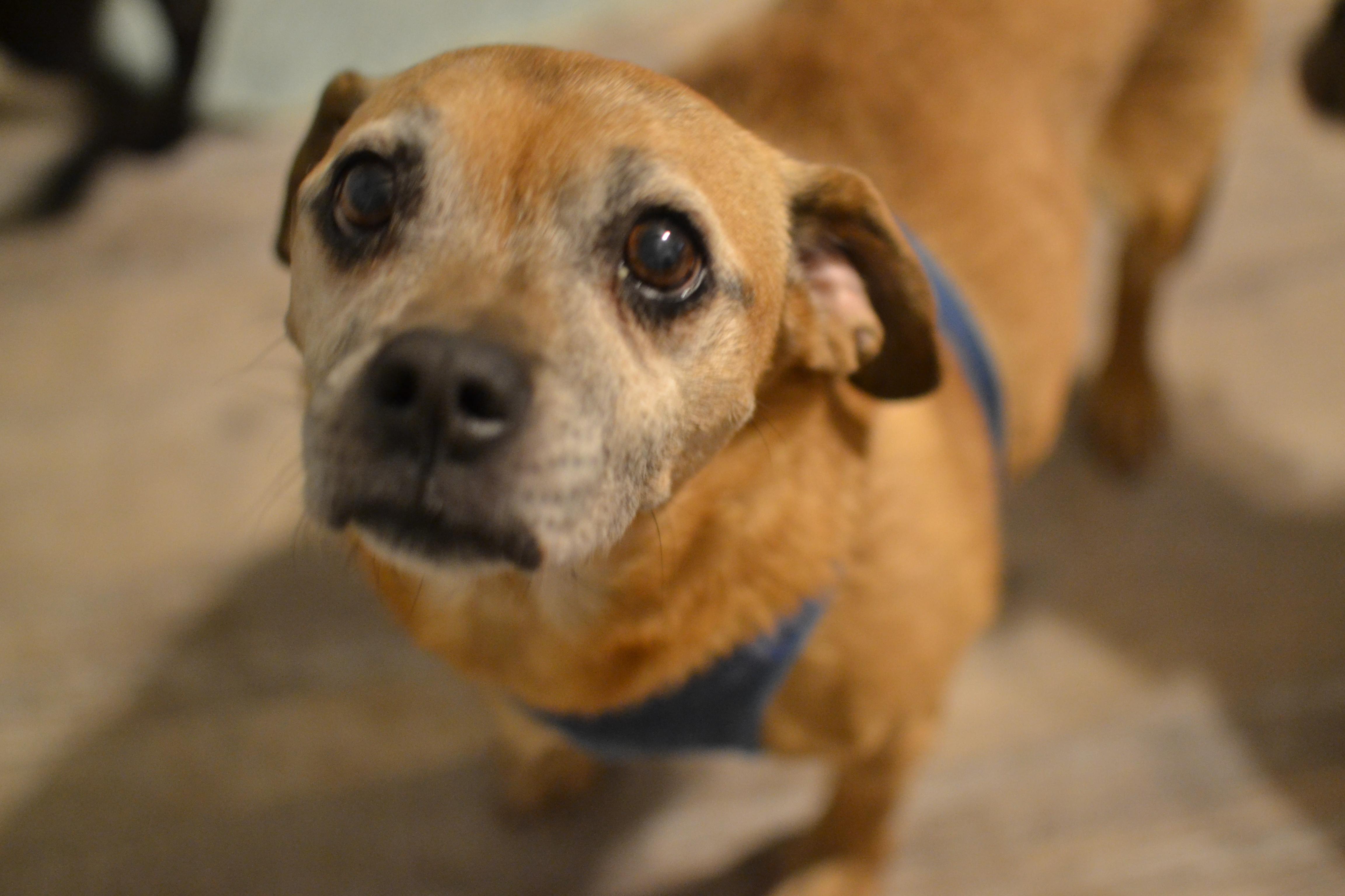 Bruin, ADOPTABLE, Senior Male Beagle.