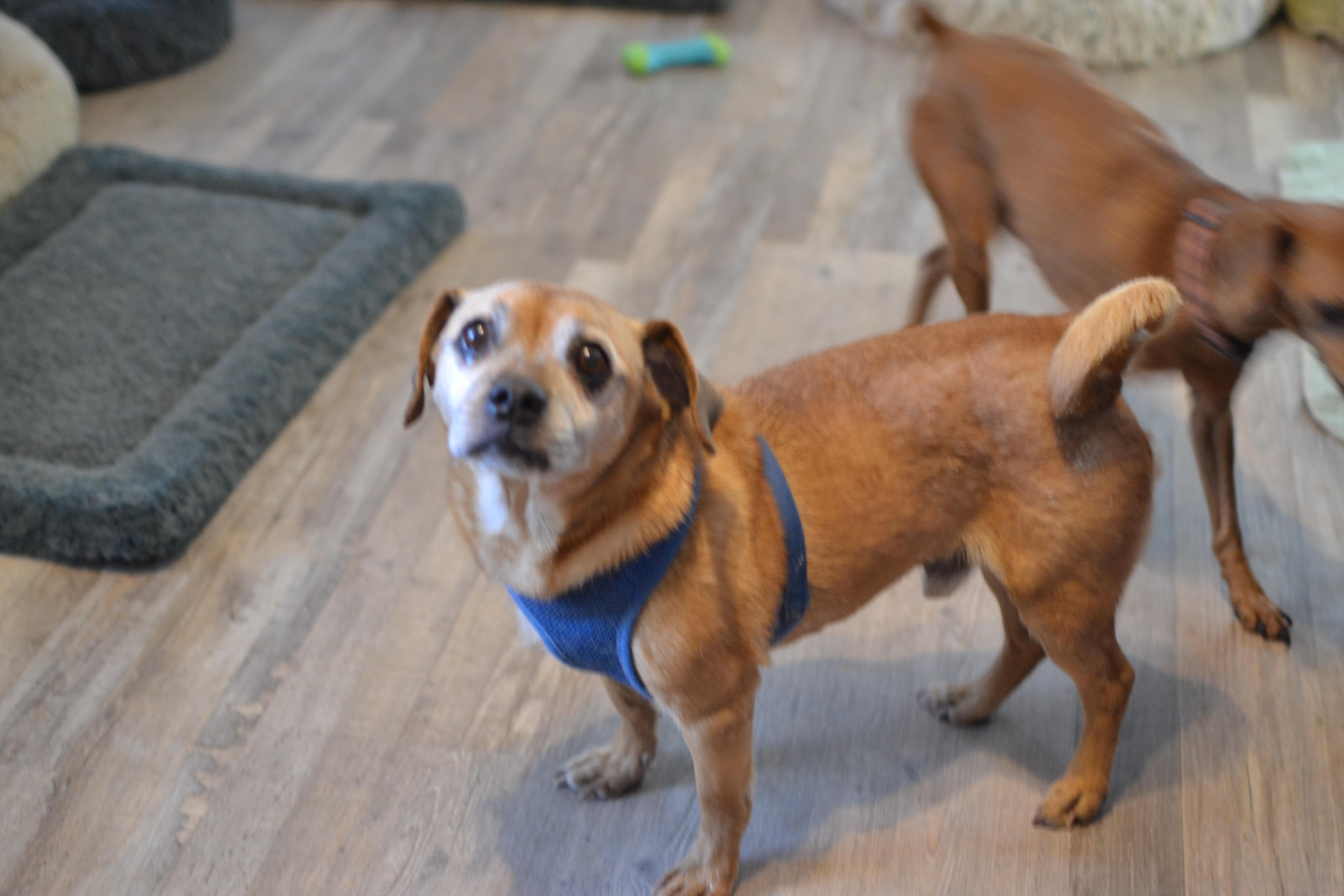 Bruin, a ADOPTABLE mixed breed in Franklinton, NC image 2/4