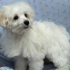 Enlarge Bounce with Me, an adopted Maltese in Fort Myers, FL image 2/2