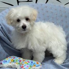 Enlarge Bounce with Me, an adopted Maltese in Fort Myers, FL image 1/2