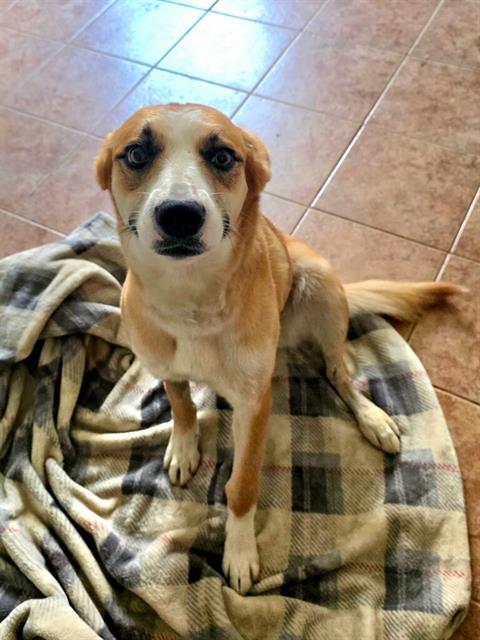 Enlarge SHISUI, a Adoptable mixed breed in Bakersfield, CA image 1/1