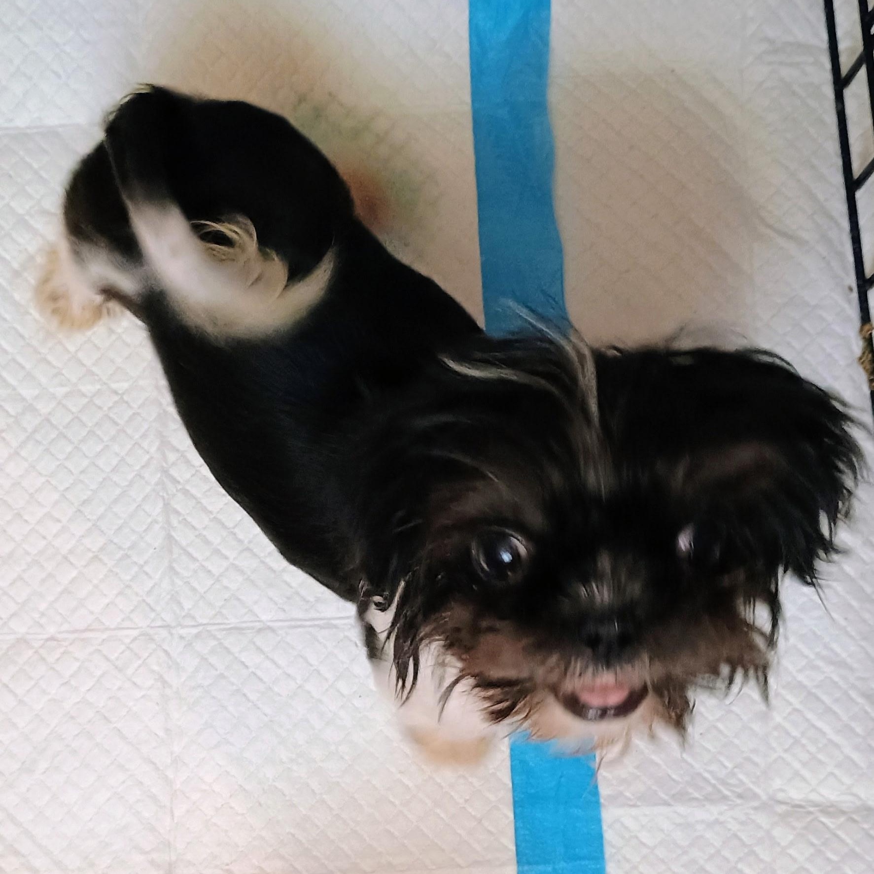 Sammie