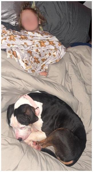 Harley, Adoptable, Adult Female Pit Bull Terrier.