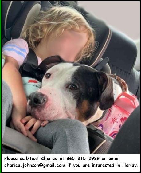 Enlarge Harley, a Adoptable Pit Bull Terrier in Oak Ridge, TN image 2/2
