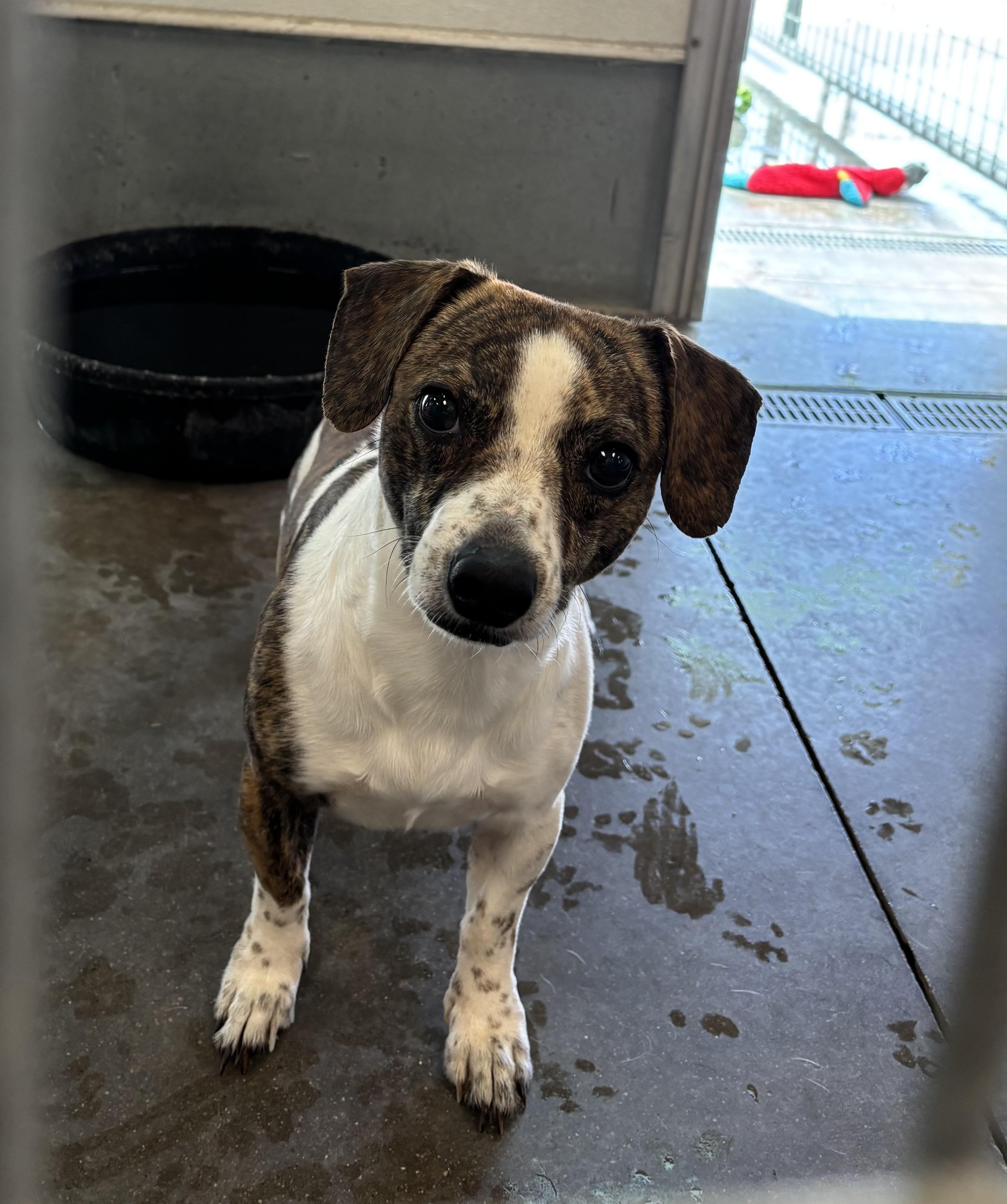 Enlarge Charlie Brown, an adoptable mixed breed in Torrington, WY image 2/2
